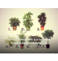 ТОП-7 растений для очистки воздуха