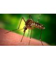 Ученые: комары определяют свою жертву на генетическом уровне