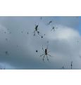 В Перу ученые обнаружили летающих пауков 