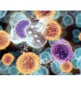 Учёные вывели особые T-клетки для борьбы с раком