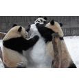 Потому что без пятен: три панды уничтожили снеговика (видео)