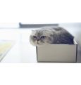 5 причин, почему кошки так сильно любят коробки