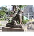 Японцы заявляют, что преданный пёс Хатико ждал 9 лет не хозяина, а шашлыки