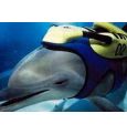 Боевые дельфины в Украине: какие тайны всплыли на поверхность