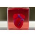 Учёные впервые напечатали сердце на 3D-принтере