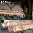 БЕБ - контрабандистів деревини віддано під суд