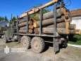 ДБР викрило незаконні рубки дерев у трьох областях на майже 15 мільйонів гривень